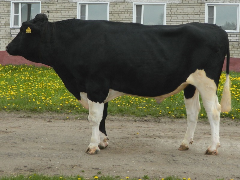 голштинская порода быков. голштинский бык. голштинская порода быков. голштино-фризская порода быков. голштинский бык.