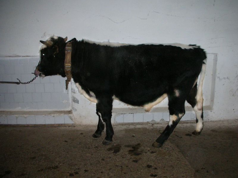 Какого цвета бык. Голштинская красно пестрая корова. Какого цвета бык животное. Бык номер. Бык номер.