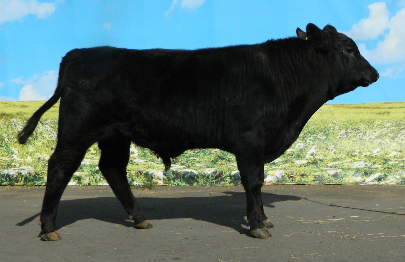 Супер бык. Коровы в живописи. Истобенская порода быки. Картина по номерам бык. Бык.